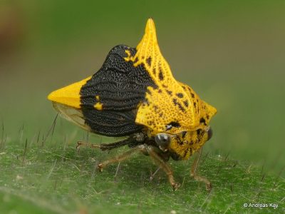 Image of yellow and black treehopper Ennya chrysura